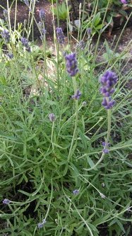 Lato w naszym ogrodzie (1)