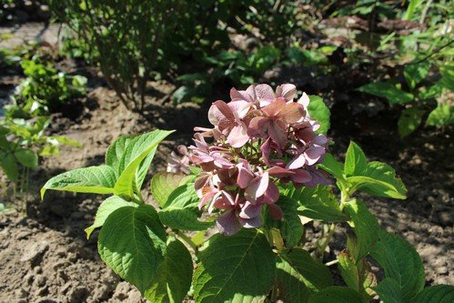 Lato w naszym ogrodzie (14)