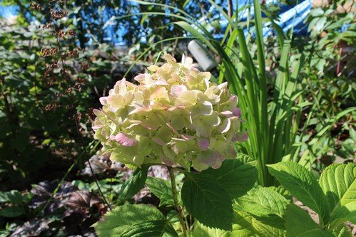 Lato w naszym ogrodzie (15)