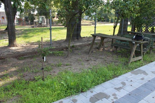 Lato w naszym ogrodzie (20)