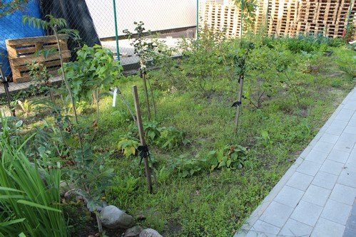 Lato w naszym ogrodzie (21)