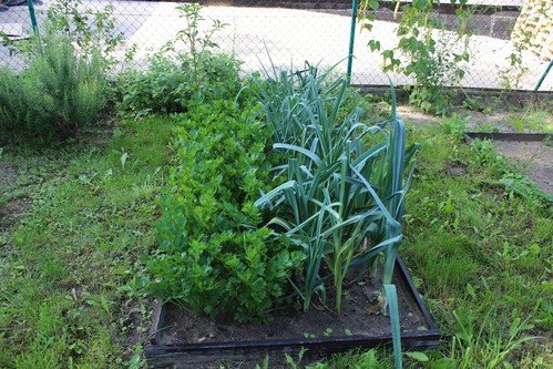 Lato w naszym ogrodzie (22)