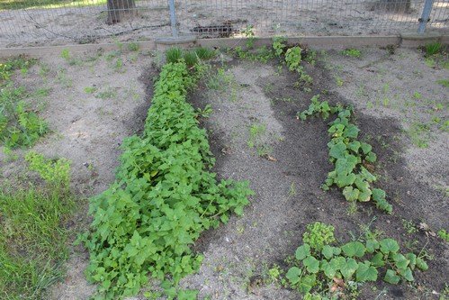 Lato w naszym ogrodzie (26)