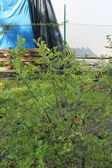 Lato w naszym ogrodzie (27)