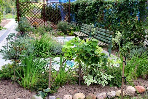 Lato w naszym ogrodzie (31)