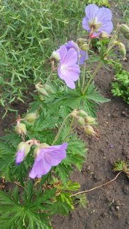 W maju jest pieknie (14)