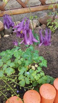 W maju jest pieknie (15)