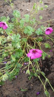 W maju jest pieknie (16)