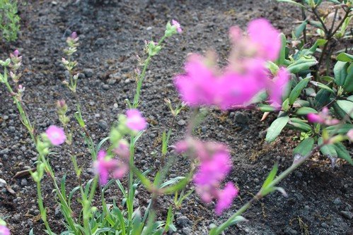 W maju jest pieknie (4)