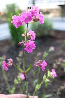 W maju jest pieknie (5)