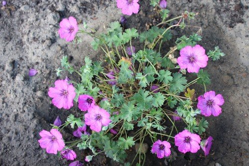 W maju jest pieknie (6)