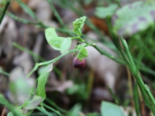 11.10.2023 Podsumowanie akcji sprzątania świata_10