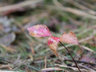 11.10.2023 Podsumowanie akcji sprzątania świata_11